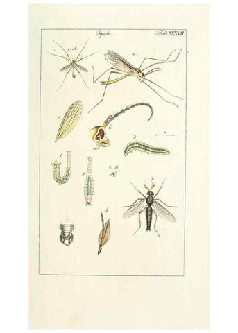 Reproducción/Reproduction 49579664768: Genres des mouches diptères représentés en XLII. planches projettées et dessinées. Zuric, Orell :Fueslie et compagnie,1803.. 