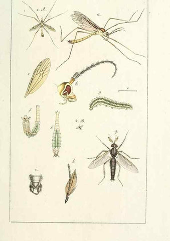Reproducción/Reproduction 49579664768: Genres des mouches diptères représentés en XLII. planches projettées et dessinées. Zuric, Orell :Fueslie et compagnie,1803.. 