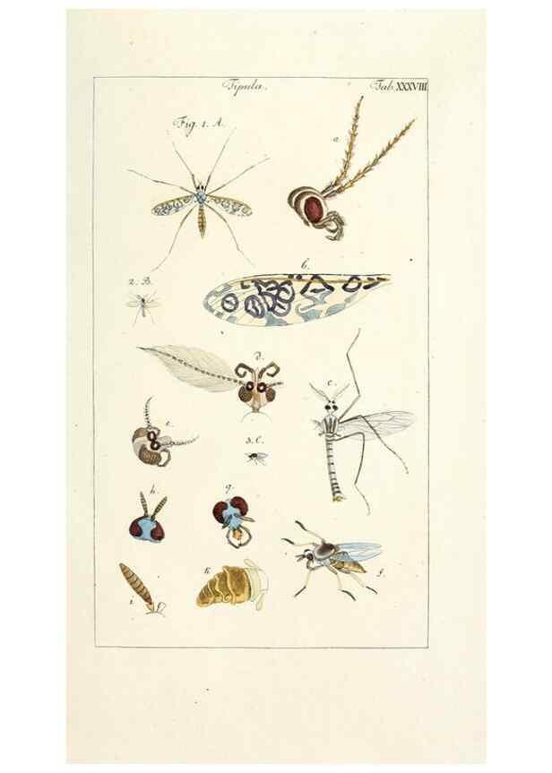 Reproducción/Reproduction 49580164816: Genres des mouches diptères représentés en XLII. planches projettées et dessinées. Zuric, Orell :Fueslie et compagnie,1803.. 
