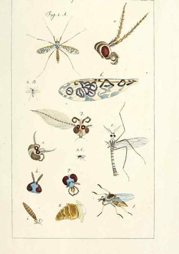 Reproducción/Reproduction 49580164816: Genres des mouches diptères représentés en XLII. planches projettées et dessinées. Zuric, Orell :Fueslie et compagnie,1803.. 