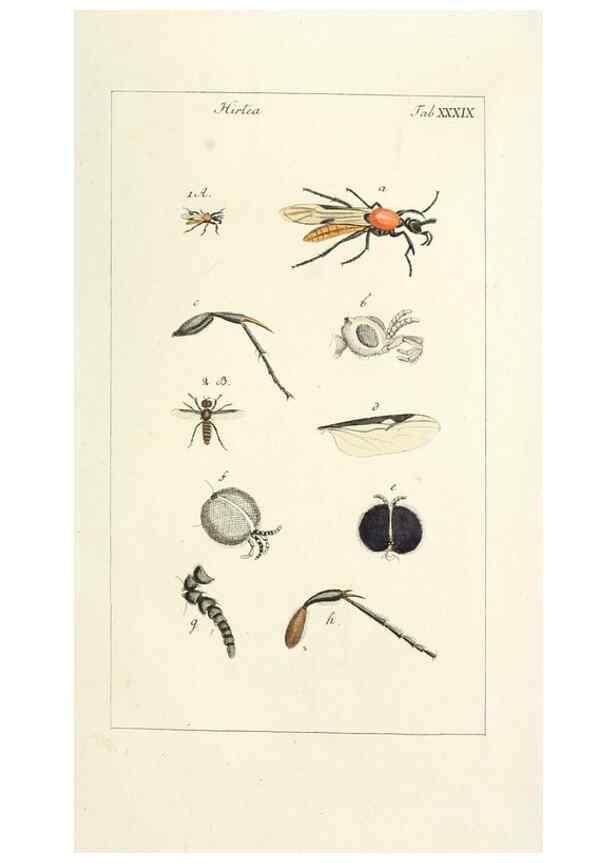 Reproducción/Reproduction 49580165261: Genres des mouches diptères représentés en XLII. planches projettées et dessinées. Zuric, Orell :Fueslie et compagnie,1803.. 