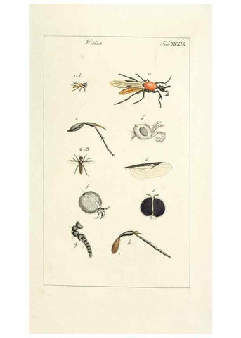 Reproducción/Reproduction 49580165261: Genres des mouches diptères représentés en XLII. planches projettées et dessinées. Zuric, Orell :Fueslie et compagnie,1803.. 