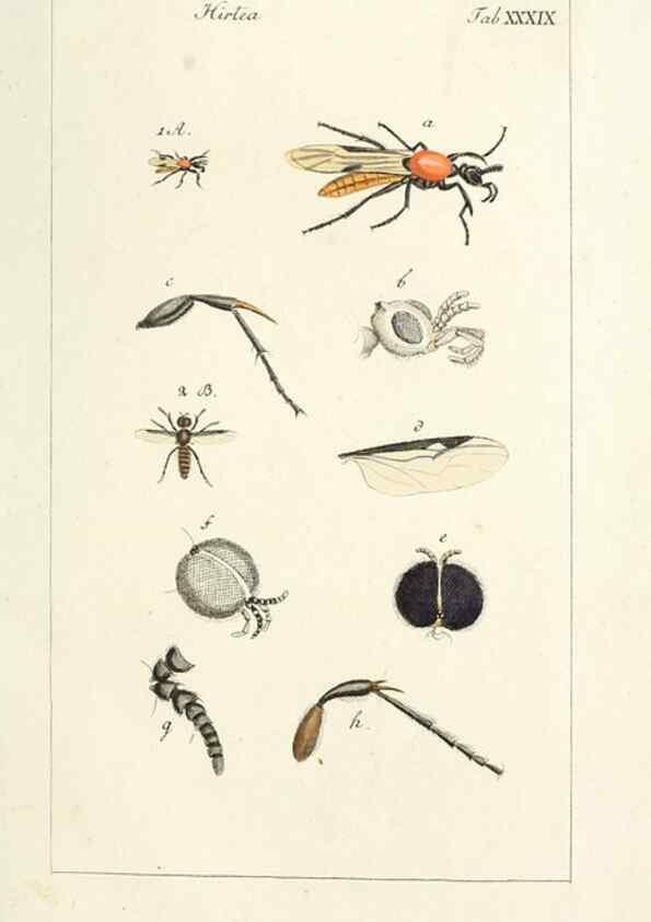 Reproducción/Reproduction 49580165261: Genres des mouches diptères représentés en XLII. planches projettées et dessinées. Zuric, Orell :Fueslie et compagnie,1803.. 