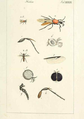 Reproducción/Reproduction 49580165261: Genres des mouches diptères représentés en XLII. planches projettées et dessinées. Zuric, Orell :Fueslie et compagnie,1803.. 