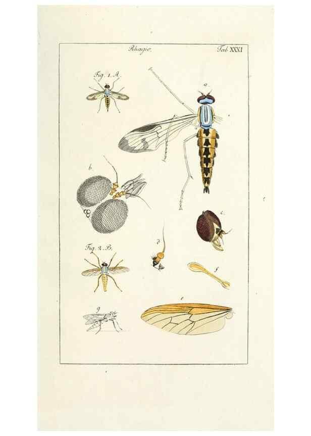 Reproducción/Reproduction 49580162201: Genres des mouches diptères représentés en XLII. planches projettées et dessinées. Zuric, Orell :Fueslie et compagnie,1803.. 