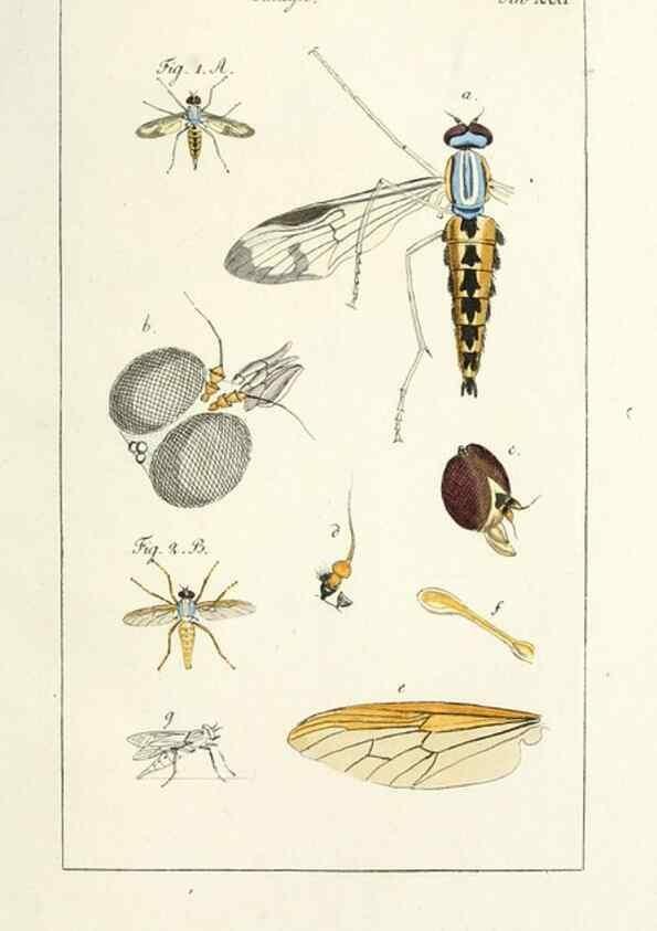 Reproducción/Reproduction 49580162201: Genres des mouches diptères représentés en XLII. planches projettées et dessinées. Zuric, Orell :Fueslie et compagnie,1803.. 