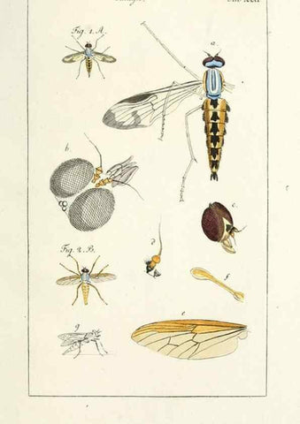 Reproducción/Reproduction 49580162201: Genres des mouches diptères représentés en XLII. planches projettées et dessinées. Zuric, Orell :Fueslie et compagnie,1803.. 