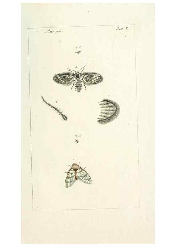 Reproducción/Reproduction 49580393572: Genres des mouches diptères représentés en XLII. planches projettées et dessinées. Zuric, Orell :Fueslie et compagnie,1803.. 