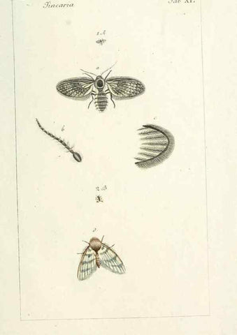 Reproducción/Reproduction 49580393572: Genres des mouches diptères représentés en XLII. planches projettées et dessinées. Zuric, Orell :Fueslie et compagnie,1803.. 