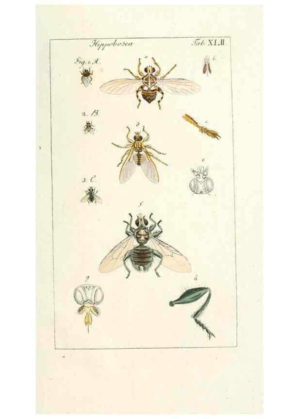 Reproducción/Reproduction 49580394207: Genres des mouches diptères représentés en XLII. planches projettées et dessinées. Zuric, Orell :Fueslie et compagnie,1803.. 