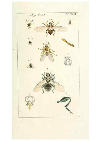 Reproducción/Reproduction 49580394207: Genres des mouches diptères représentés en XLII. planches projettées et dessinées. Zuric, Orell :Fueslie et compagnie,1803.. 