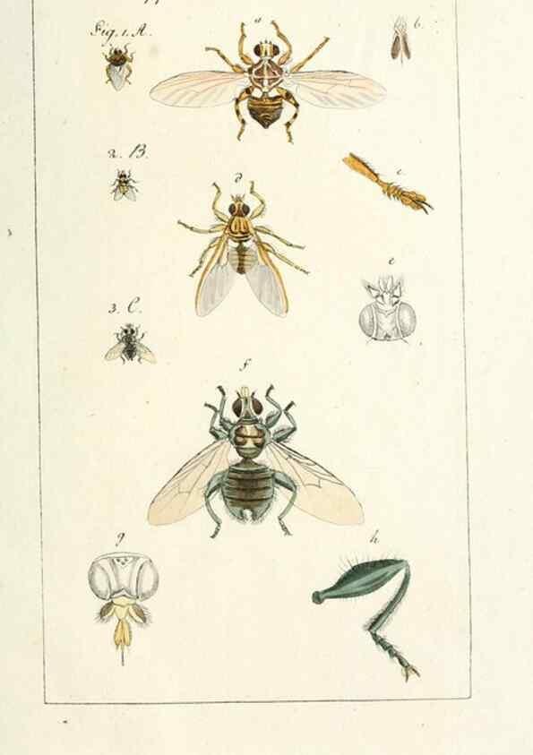 Reproducción/Reproduction 49580394207: Genres des mouches diptères représentés en XLII. planches projettées et dessinées. Zuric, Orell :Fueslie et compagnie,1803.. 