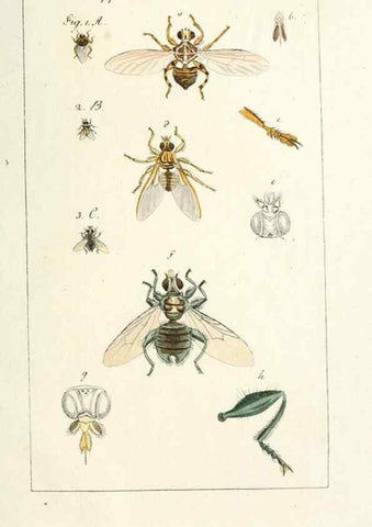 Reproducción/Reproduction 49580394207: Genres des mouches diptères représentés en XLII. planches projettées et dessinées. Zuric, Orell :Fueslie et compagnie,1803.. 