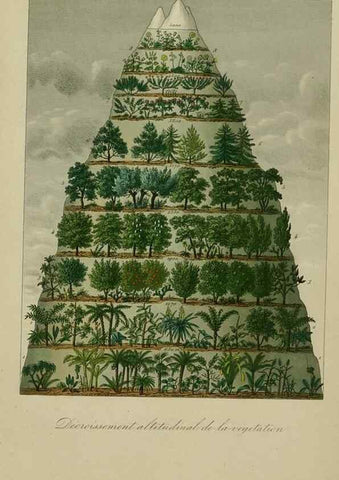 Reproducción/Reproduction 49583191961: Le Règne végétal;. Paris,L. Guérin,1870-72.. 