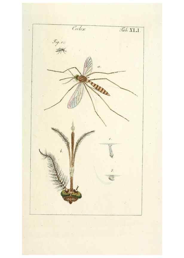 Reproducción/Reproduction 49579666298: Genres des mouches diptères représentés en XLII. planches projettées et dessinées. Zuric, Orell :Fueslie et compagnie,1803.. 