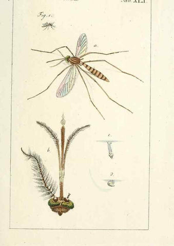 Reproducción/Reproduction 49579666298: Genres des mouches diptères représentés en XLII. planches projettées et dessinées. Zuric, Orell :Fueslie et compagnie,1803.. 