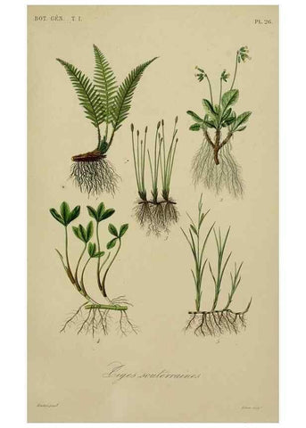 Reproducción/Reproduction 49583432662: Le Règne végétal;. Paris,L. Guérin,1870-72.. 