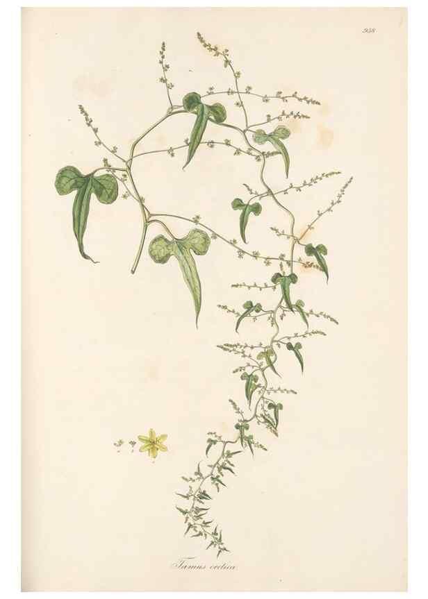 Reproducción/Reproduction 49580104186: Flora Graeca, sive, Plantarum rariorum historia, quas in provinciis aut insulis Graeciae /. Londini :Typis Richardi Taylor et socii, in Vico Shoe-Lane :MDCCCVI-MDCCCXL [1806-1840].. 