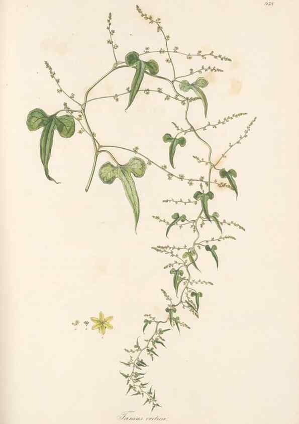 Reproducción/Reproduction 49580104186: Flora Graeca, sive, Plantarum rariorum historia, quas in provinciis aut insulis Graeciae /. Londini :Typis Richardi Taylor et socii, in Vico Shoe-Lane :MDCCCVI-MDCCCXL [1806-1840].. 