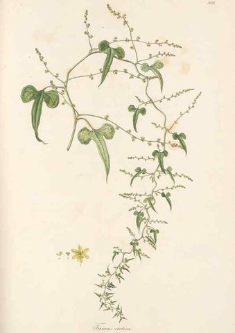 Reproducción/Reproduction 49580104186: Flora Graeca, sive, Plantarum rariorum historia, quas in provinciis aut insulis Graeciae /. Londini :Typis Richardi Taylor et socii, in Vico Shoe-Lane :MDCCCVI-MDCCCXL [1806-1840].. 