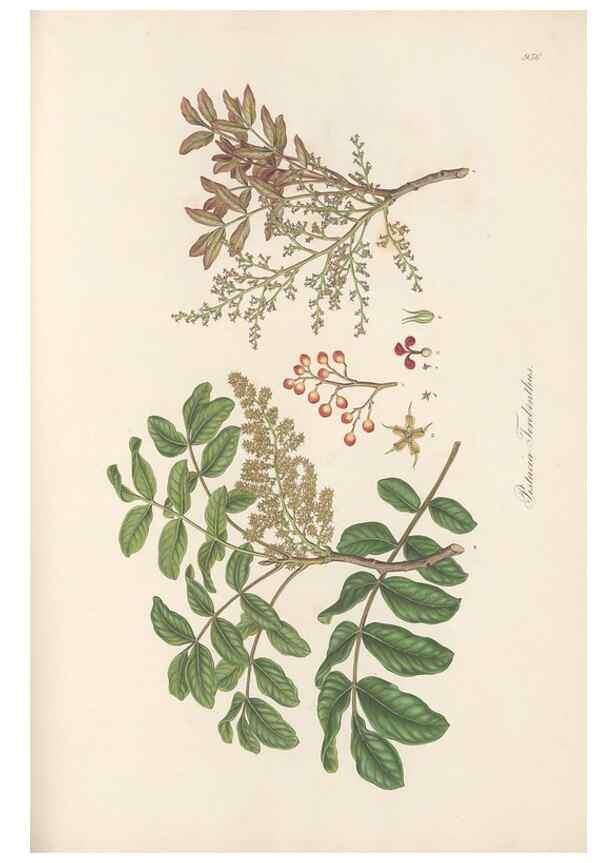 Reproducción/Reproduction 49580103501: Flora Graeca, sive, Plantarum rariorum historia, quas in provinciis aut insulis Graeciae /. Londini :Typis Richardi Taylor et socii, in Vico Shoe-Lane :MDCCCVI-MDCCCXL [1806-1840].. 