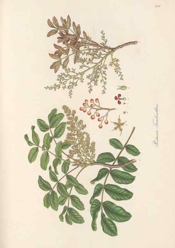 Reproducción/Reproduction 49580103501: Flora Graeca, sive, Plantarum rariorum historia, quas in provinciis aut insulis Graeciae /. Londini :Typis Richardi Taylor et socii, in Vico Shoe-Lane :MDCCCVI-MDCCCXL [1806-1840].. 