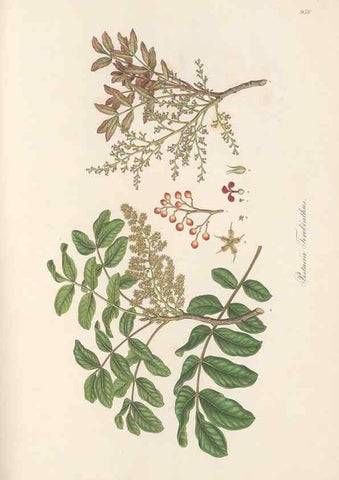 Reproducción/Reproduction 49580103501: Flora Graeca, sive, Plantarum rariorum historia, quas in provinciis aut insulis Graeciae /. Londini :Typis Richardi Taylor et socii, in Vico Shoe-Lane :MDCCCVI-MDCCCXL [1806-1840].. 