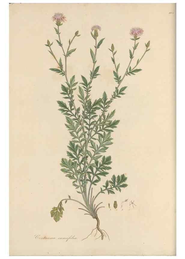 Reproducción/Reproduction 49579585268: Flora Graeca, sive, Plantarum rariorum historia, quas in provinciis aut insulis Graeciae /. Londini :Typis Richardi Taylor et socii, in Vico Shoe-Lane :MDCCCVI-MDCCCXL [1806-1840].. 