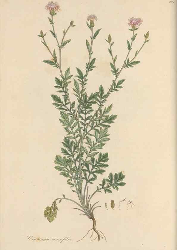 Reproducción/Reproduction 49579585268: Flora Graeca, sive, Plantarum rariorum historia, quas in provinciis aut insulis Graeciae /. Londini :Typis Richardi Taylor et socii, in Vico Shoe-Lane :MDCCCVI-MDCCCXL [1806-1840].. 