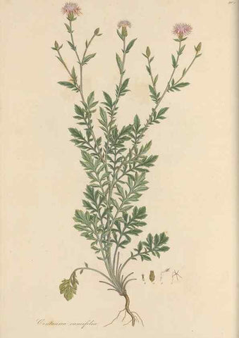 Reproducción/Reproduction 49579585268: Flora Graeca, sive, Plantarum rariorum historia, quas in provinciis aut insulis Graeciae /. Londini :Typis Richardi Taylor et socii, in Vico Shoe-Lane :MDCCCVI-MDCCCXL [1806-1840].. 