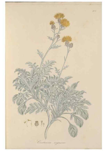 Reproducción/Reproduction 49580312957: Flora Graeca, sive, Plantarum rariorum historia, quas in provinciis aut insulis Graeciae /. Londini :Typis Richardi Taylor et socii, in Vico Shoe-Lane :MDCCCVI-MDCCCXL [1806-1840].. 