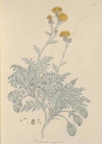 Reproducción/Reproduction 49580312957: Flora Graeca, sive, Plantarum rariorum historia, quas in provinciis aut insulis Graeciae /. Londini :Typis Richardi Taylor et socii, in Vico Shoe-Lane :MDCCCVI-MDCCCXL [1806-1840].. 