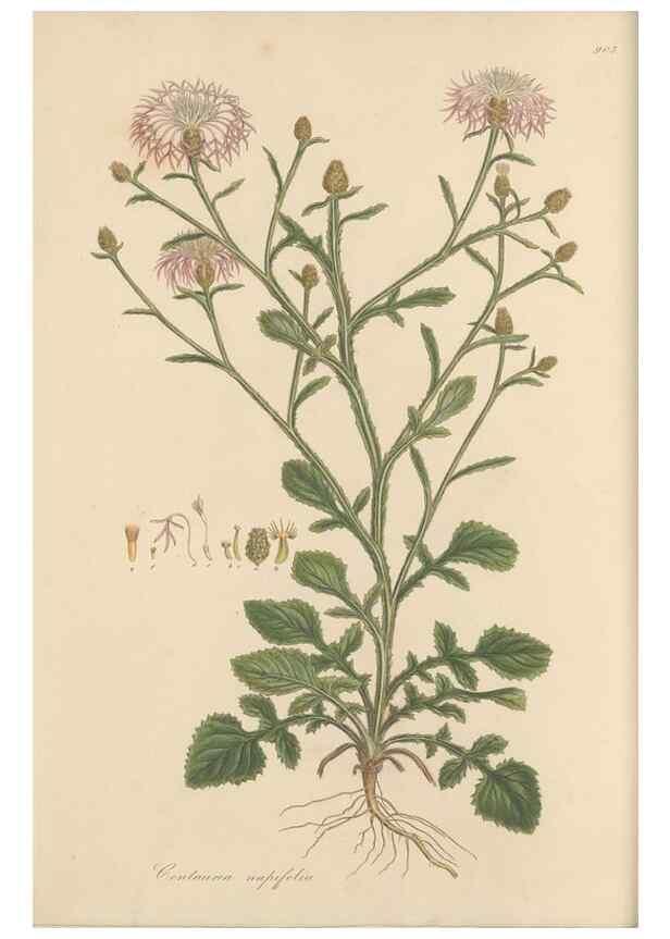 Reproducción/Reproduction 49579585943: Flora Graeca, sive, Plantarum rariorum historia, quas in provinciis aut insulis Graeciae /. Londini :Typis Richardi Taylor et socii, in Vico Shoe-Lane :MDCCCVI-MDCCCXL [1806-1840].. 
