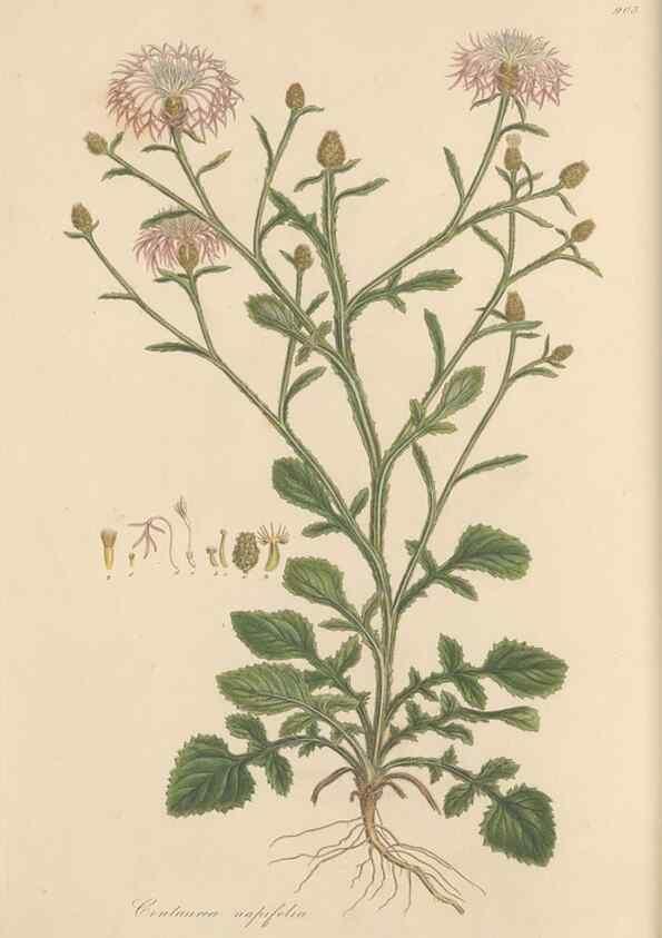 Reproducción/Reproduction 49579585943: Flora Graeca, sive, Plantarum rariorum historia, quas in provinciis aut insulis Graeciae /. Londini :Typis Richardi Taylor et socii, in Vico Shoe-Lane :MDCCCVI-MDCCCXL [1806-1840].. 