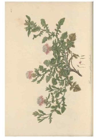Reproducción/Reproduction 49579586338: Flora Graeca, sive, Plantarum rariorum historia, quas in provinciis aut insulis Graeciae /. Londini :Typis Richardi Taylor et socii, in Vico Shoe-Lane :MDCCCVI-MDCCCXL [1806-1840].. 