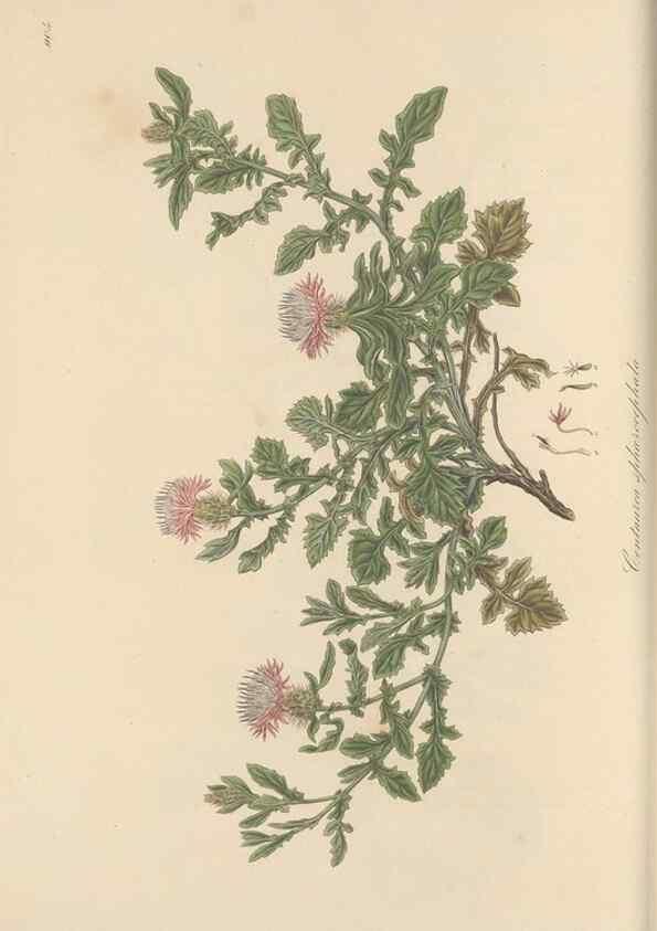 Reproducción/Reproduction 49579586338: Flora Graeca, sive, Plantarum rariorum historia, quas in provinciis aut insulis Graeciae /. Londini :Typis Richardi Taylor et socii, in Vico Shoe-Lane :MDCCCVI-MDCCCXL [1806-1840].. 