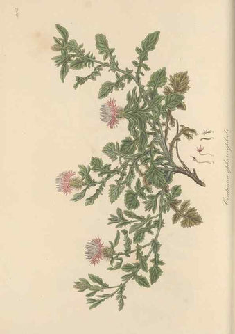 Reproducción/Reproduction 49579586338: Flora Graeca, sive, Plantarum rariorum historia, quas in provinciis aut insulis Graeciae /. Londini :Typis Richardi Taylor et socii, in Vico Shoe-Lane :MDCCCVI-MDCCCXL [1806-1840].. 