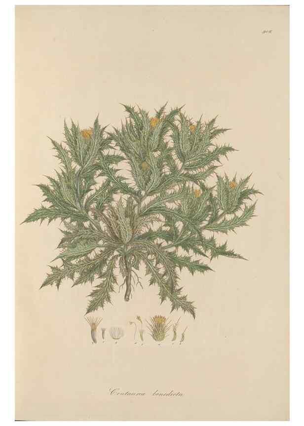 Reproducción/Reproduction 49580087131: Flora Graeca, sive, Plantarum rariorum historia, quas in provinciis aut insulis Graeciae /. Londini :Typis Richardi Taylor et socii, in Vico Shoe-Lane :MDCCCVI-MDCCCXL [1806-1840].. 