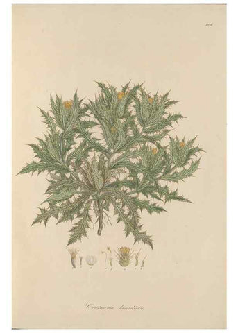 Reproducción/Reproduction 49580087131: Flora Graeca, sive, Plantarum rariorum historia, quas in provinciis aut insulis Graeciae /. Londini :Typis Richardi Taylor et socii, in Vico Shoe-Lane :MDCCCVI-MDCCCXL [1806-1840].. 