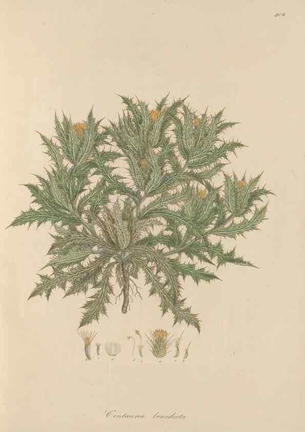 Reproducción/Reproduction 49580087131: Flora Graeca, sive, Plantarum rariorum historia, quas in provinciis aut insulis Graeciae /. Londini :Typis Richardi Taylor et socii, in Vico Shoe-Lane :MDCCCVI-MDCCCXL [1806-1840].. 