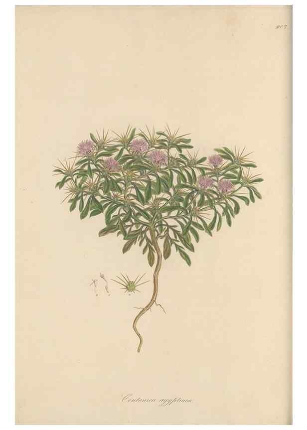 Reproducción/Reproduction 49580314562: Flora Graeca, sive, Plantarum rariorum historia, quas in provinciis aut insulis Graeciae /. Londini :Typis Richardi Taylor et socii, in Vico Shoe-Lane :MDCCCVI-MDCCCXL [1806-1840].. 