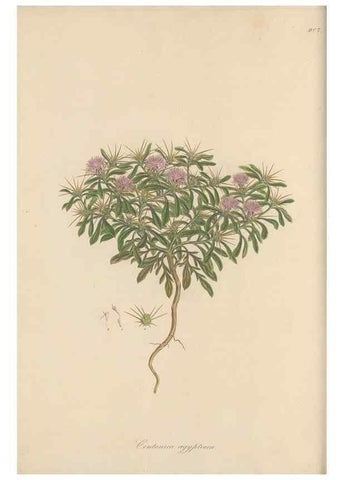 Reproducción/Reproduction 49580314562: Flora Graeca, sive, Plantarum rariorum historia, quas in provinciis aut insulis Graeciae /. Londini :Typis Richardi Taylor et socii, in Vico Shoe-Lane :MDCCCVI-MDCCCXL [1806-1840].. 