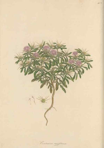 Reproducción/Reproduction 49580314562: Flora Graeca, sive, Plantarum rariorum historia, quas in provinciis aut insulis Graeciae /. Londini :Typis Richardi Taylor et socii, in Vico Shoe-Lane :MDCCCVI-MDCCCXL [1806-1840].. 