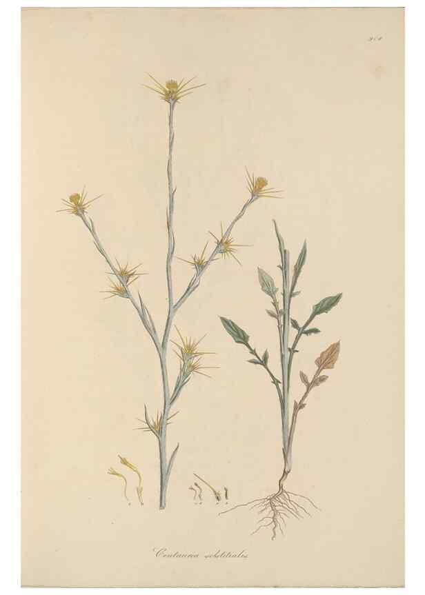 Reproducción/Reproduction 49580314802: Flora Graeca, sive, Plantarum rariorum historia, quas in provinciis aut insulis Graeciae /. Londini :Typis Richardi Taylor et socii, in Vico Shoe-Lane :MDCCCVI-MDCCCXL [1806-1840].. 