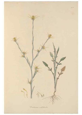 Reproducción/Reproduction 49580314802: Flora Graeca, sive, Plantarum rariorum historia, quas in provinciis aut insulis Graeciae /. Londini :Typis Richardi Taylor et socii, in Vico Shoe-Lane :MDCCCVI-MDCCCXL [1806-1840].. 