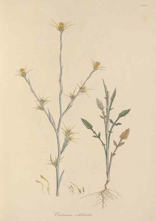 Reproducción/Reproduction 49580314802: Flora Graeca, sive, Plantarum rariorum historia, quas in provinciis aut insulis Graeciae /. Londini :Typis Richardi Taylor et socii, in Vico Shoe-Lane :MDCCCVI-MDCCCXL [1806-1840].. 