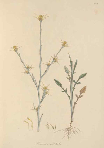Reproducción/Reproduction 49580314802: Flora Graeca, sive, Plantarum rariorum historia, quas in provinciis aut insulis Graeciae /. Londini :Typis Richardi Taylor et socii, in Vico Shoe-Lane :MDCCCVI-MDCCCXL [1806-1840].. 