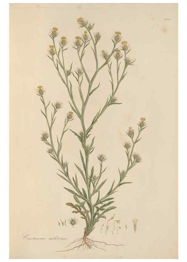 Reproducción/Reproduction 49580315057: Flora Graeca, sive, Plantarum rariorum historia, quas in provinciis aut insulis Graeciae /. Londini :Typis Richardi Taylor et socii, in Vico Shoe-Lane :MDCCCVI-MDCCCXL [1806-1840].. 