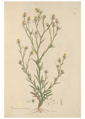 Reproducción/Reproduction 49580315057: Flora Graeca, sive, Plantarum rariorum historia, quas in provinciis aut insulis Graeciae /. Londini :Typis Richardi Taylor et socii, in Vico Shoe-Lane :MDCCCVI-MDCCCXL [1806-1840].. 