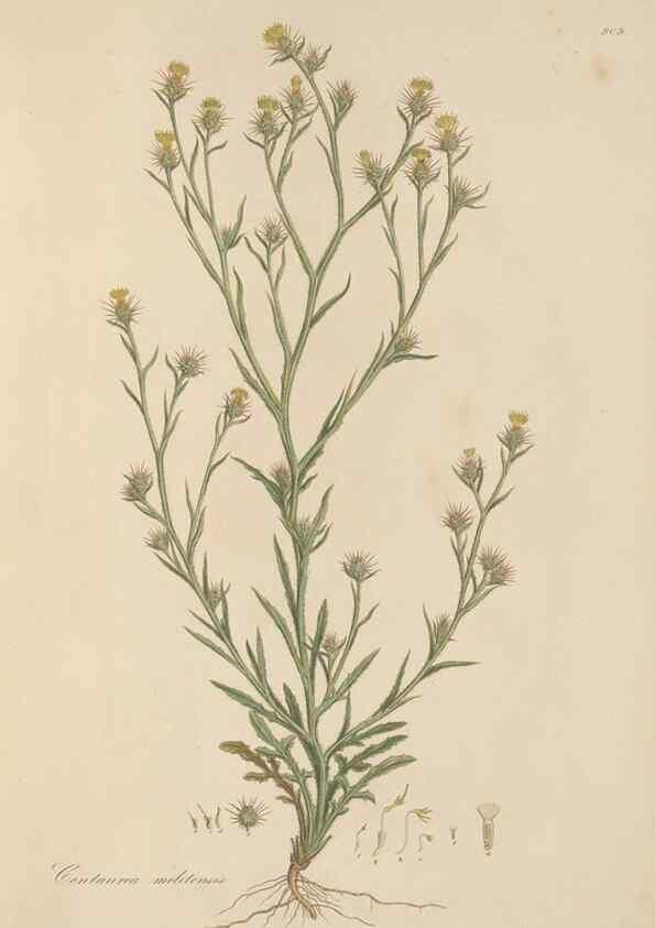 Reproducción/Reproduction 49580315057: Flora Graeca, sive, Plantarum rariorum historia, quas in provinciis aut insulis Graeciae /. Londini :Typis Richardi Taylor et socii, in Vico Shoe-Lane :MDCCCVI-MDCCCXL [1806-1840].. 